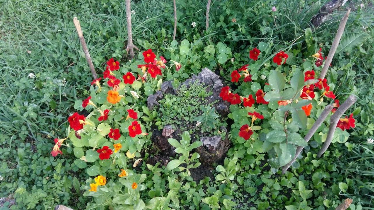 מסטיה Guesthouse Guram Baba מראה חיצוני תמונה